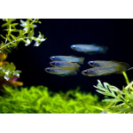 Aplocheilichthys Normani 1,5cm